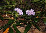 Rhododendron ponticum. Верхушки побегов с соцветиями. Адыгея, Фишт-Оштеновский массив, перевал Армянский, ≈ 1800 м н.у.м., буковый лес. 04.07.2017.