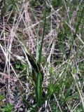 genus Carex