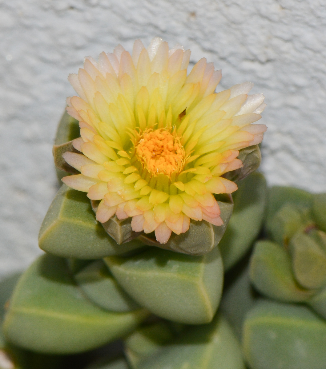 Image of Corpuscularia lehmannii specimen.