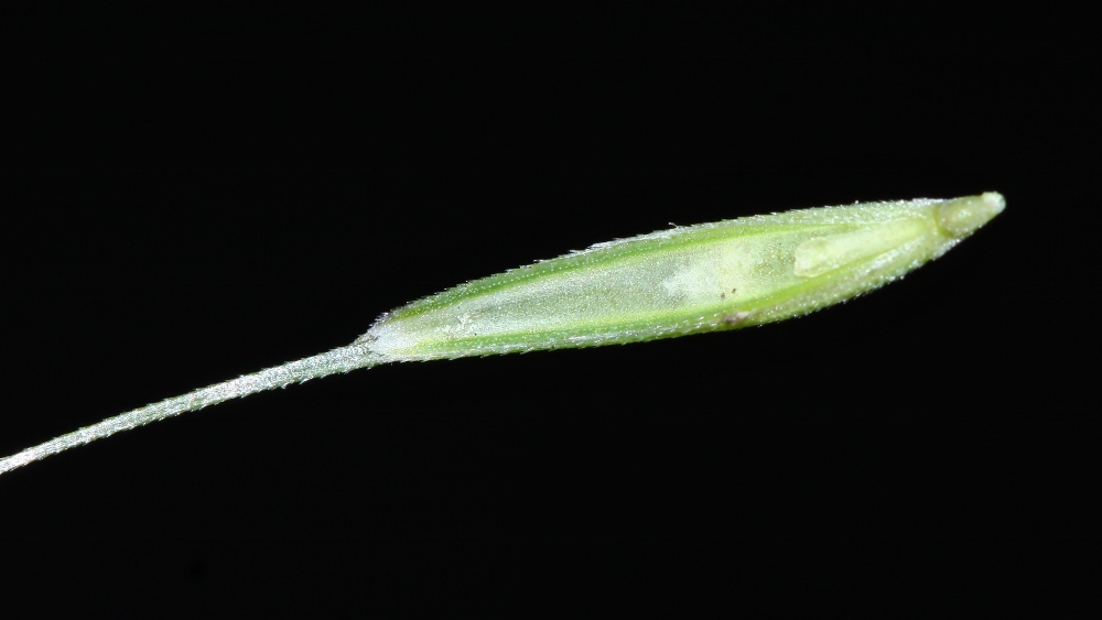 Image of Elymus woroschilowii specimen.