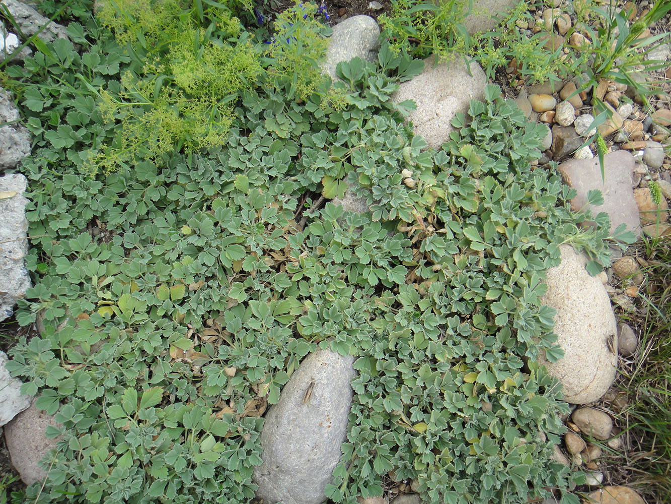 Image of Potentilla acaulis specimen.