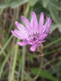 Scorzonera purpurea