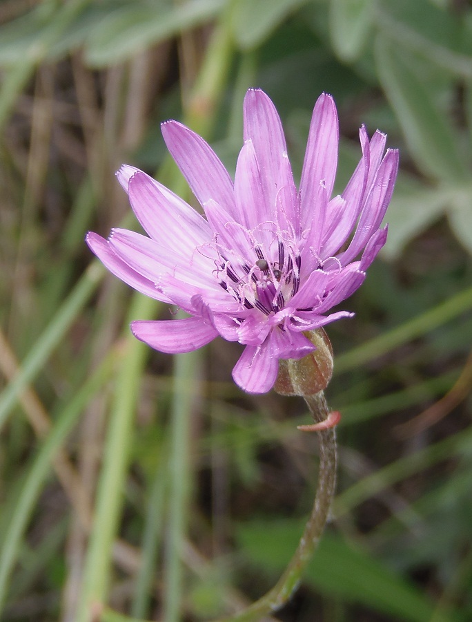 Image of Scorzonera purpurea specimen.