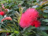 Calliandra haematocephala