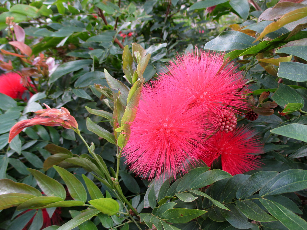 Image of Calliandra haematocephala specimen.