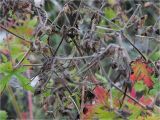 Geranium pratense. Центральная часть отцветшего, приобретающую осеннюю окраску общего соцветия. Украина, Ивано-Франковская обл., Долинский р-н, окр. г. Долина, необрабатываемый луг, среди кустарника. 09.09.2017.