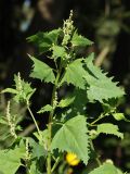 Atriplex calotheca