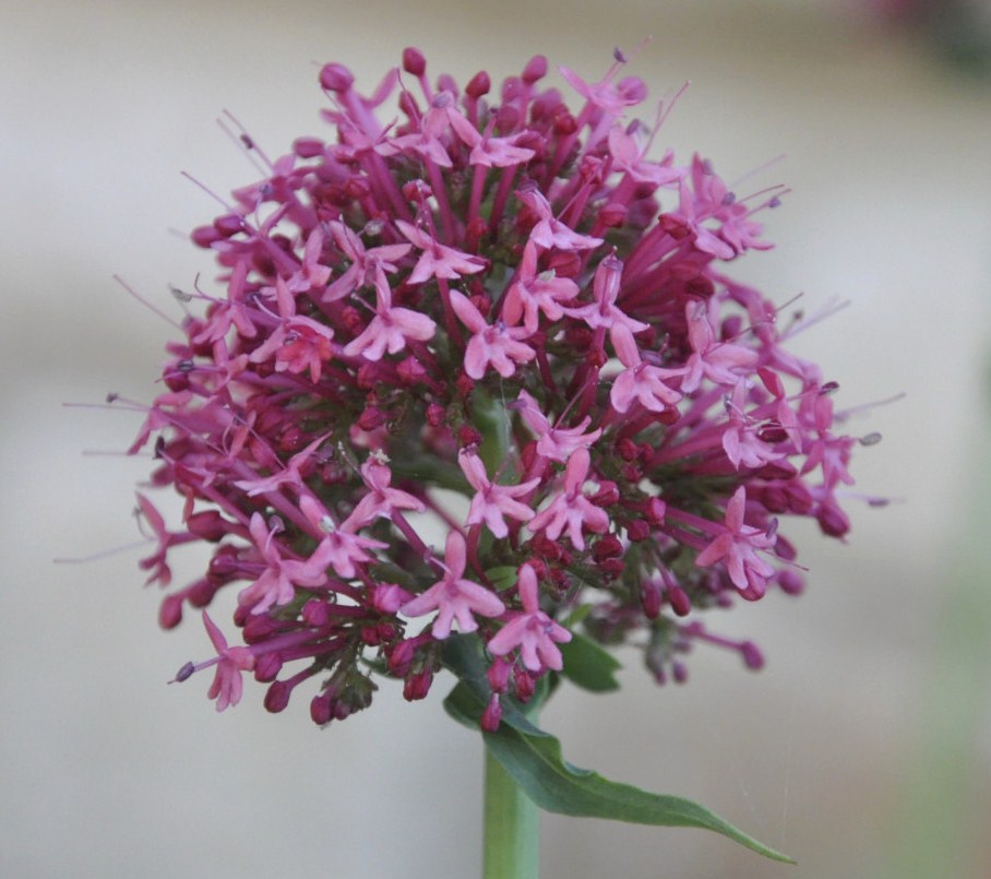 Image of Centranthus ruber specimen.