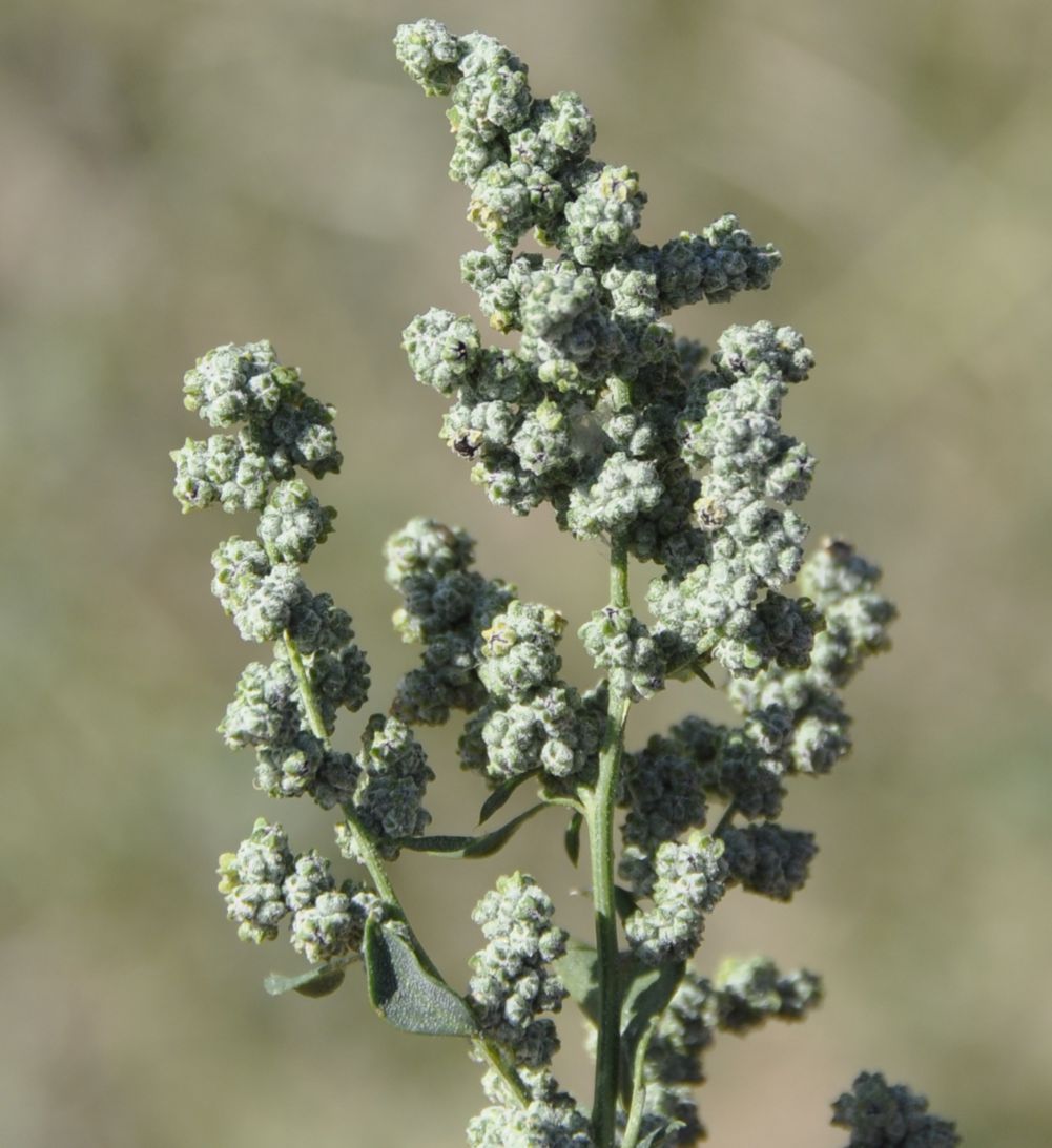 Изображение особи род Chenopodium.