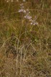 Allium paniculatum