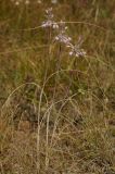 Allium paniculatum