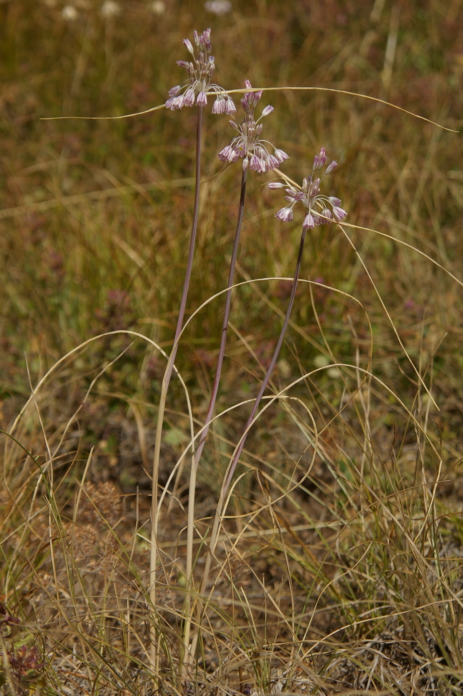 Image of Allium paniculatum specimen.