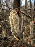 Populus tremula. Верхушка побега с соцветиями. Чувашия, окрестности г. Шумерля, Кумашка, оз. Горелое. 10 апреля 2008 г.