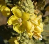 Verbascum densiflorum