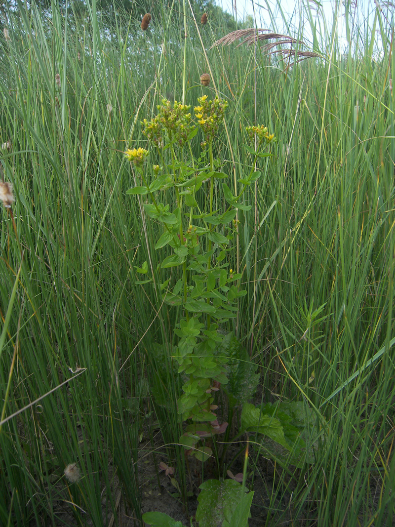 Image of Hypericum tetrapterum specimen.