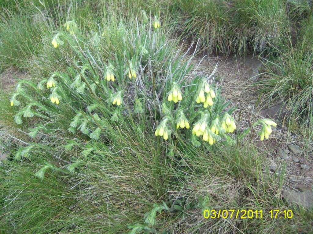 Image of Onosma sericea specimen.