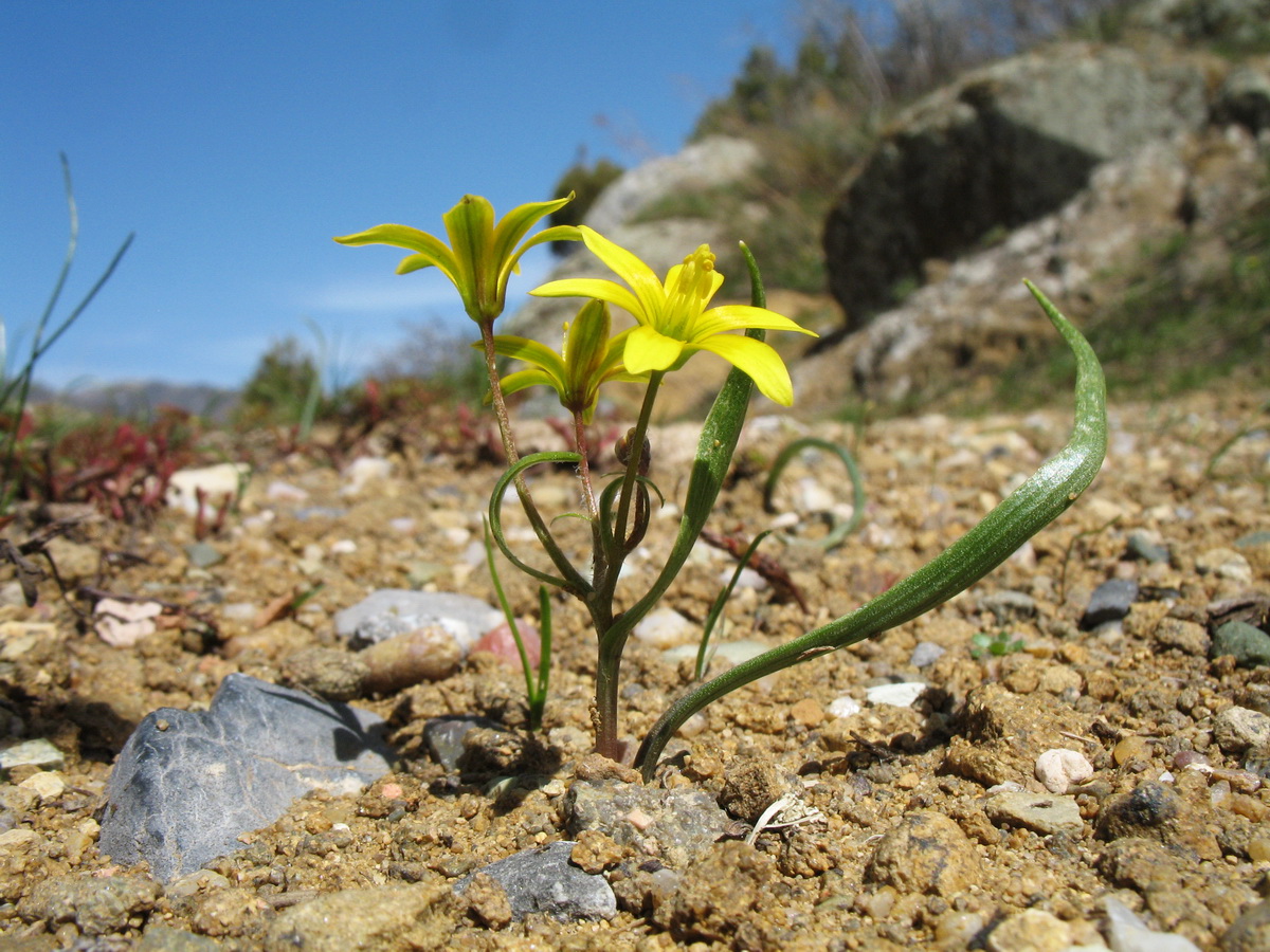 Изображение особи Gagea filiformis.