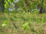 Salix caprea