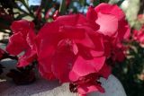 Nerium oleander