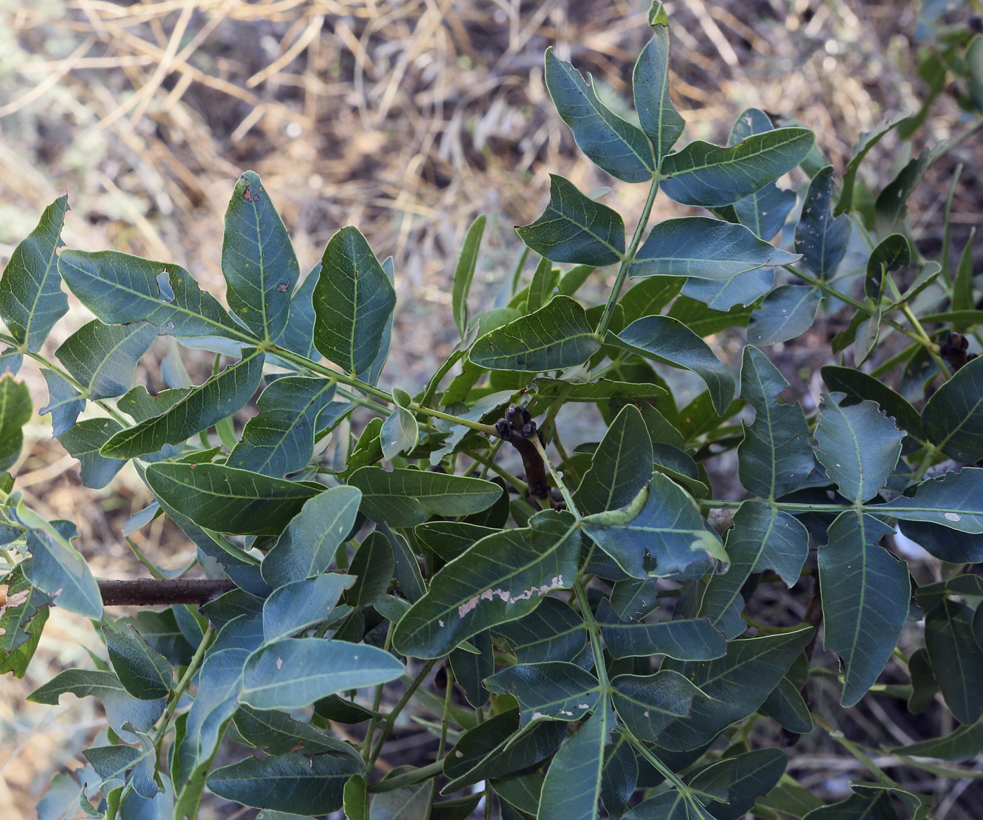 Image of Pistacia mutica specimen.