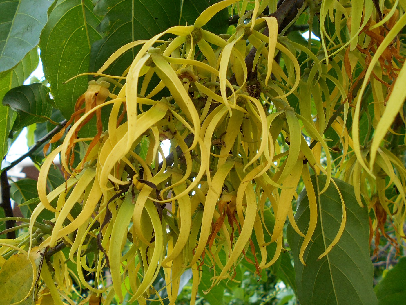 Image of Cananga odorata specimen.