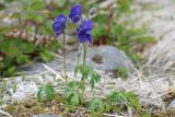 Aconitum delphiniifolium. Цветущее растение. Чукотка, побережье бухты Провидения, тундра. 30.07.2014.