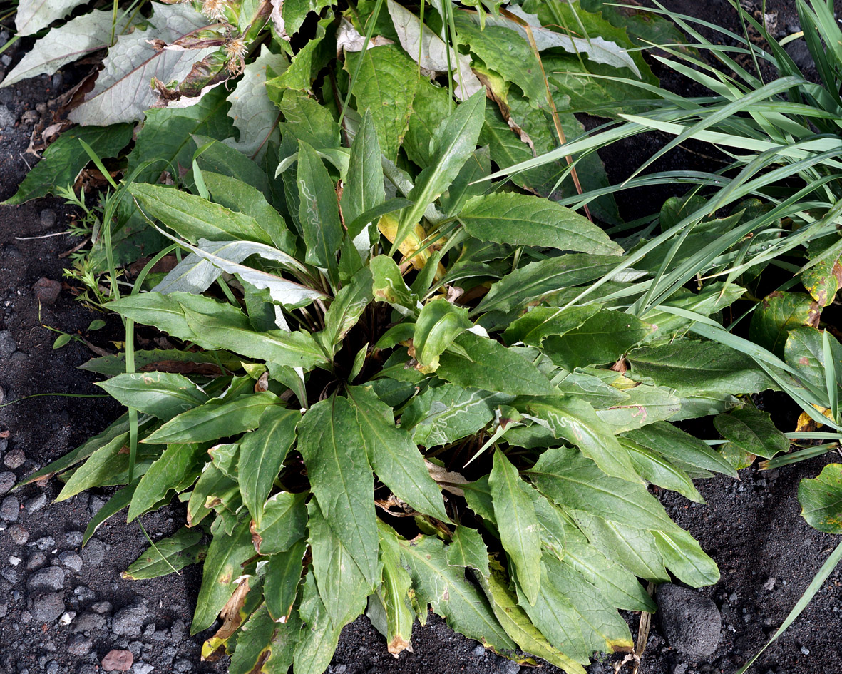 Image of Saussurea pseudotilesii specimen.
