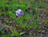 Oxytropis alpina. Цветущее растение. Алтай, долина р. Чуя у 845 км Чуйского тракта, ≈ 1700 м н.у.м., пойменная терраса. 13.06.2017.