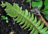 Polystichum lonchitis. Верхушка вайи с сорусами (вид снизу). Адыгея, Фишт-Оштеновский массив, юго-восточный склон горы Фишт, ≈ 1800 м н.у.м., опушка буково-пихтового леса, на камне. 05.07.2017.