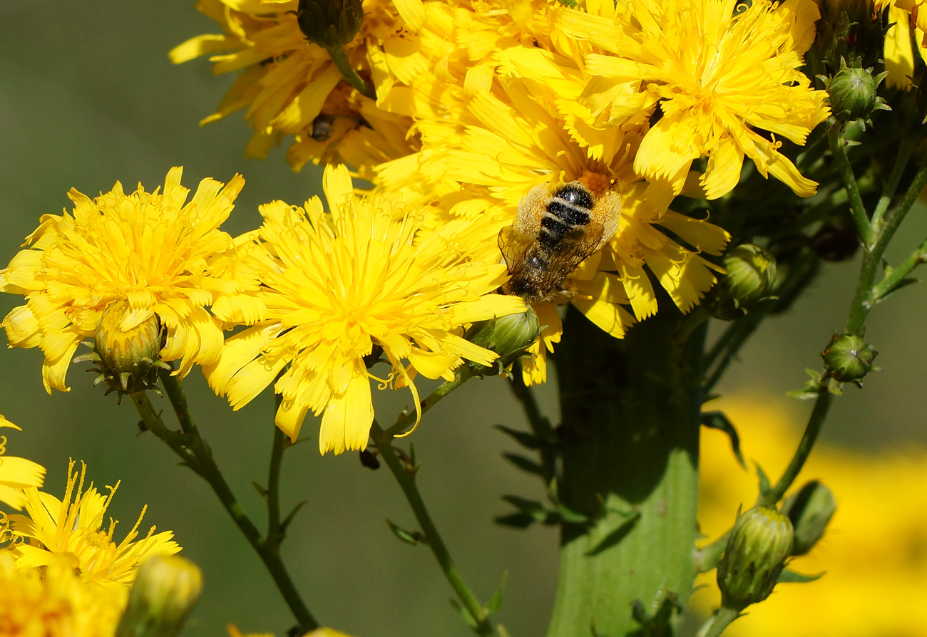 Изображение особи Hieracium umbellatum.