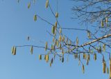 Corylus maxima. Верхушка ветви с соцветиями. Краснодарский край, Абинский р-н, ст. Холмская, у жилья. 07.02.2018.