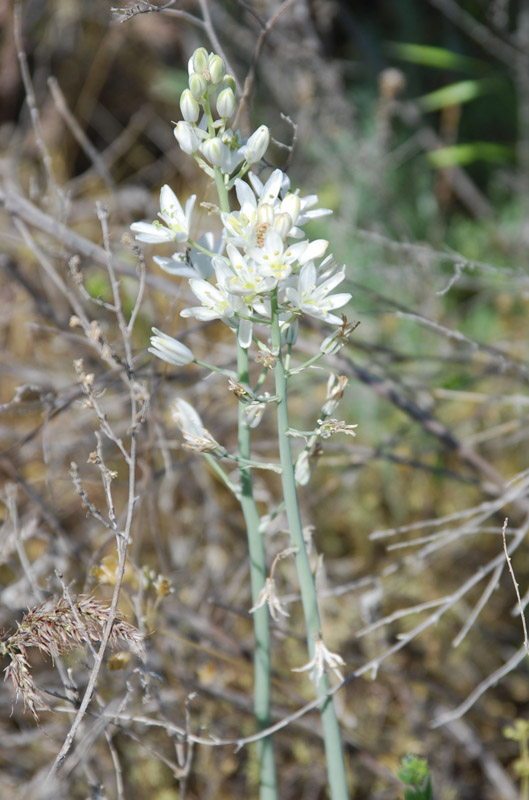 Изображение особи Ornithogalum fischerianum.