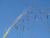 Stipa