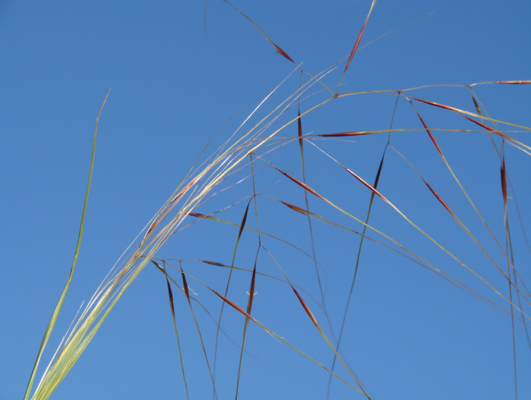 Изображение особи род Stipa.