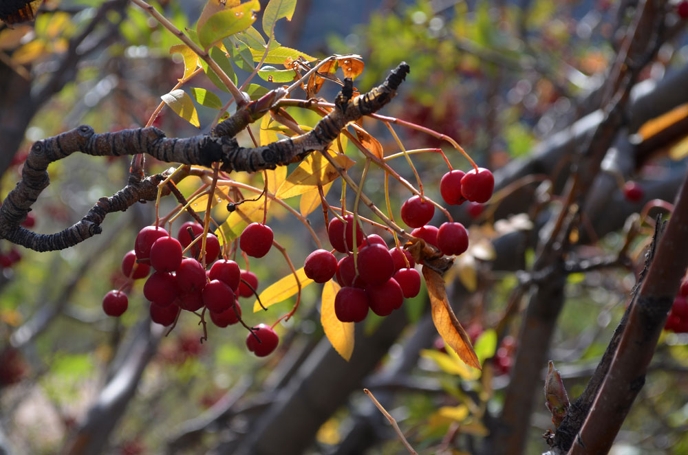 Изображение особи Sorbus tianschanica.