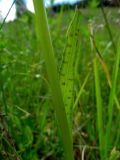 Dactylorhiza fuchsii. Лист. Беларусь, Гродненская обл., Новогрудский р-н, Ладеникский сельсовет, окр. дер. Городечно, суходольный злаково-разнотравный луг на склоне холма. 19.06.2014.