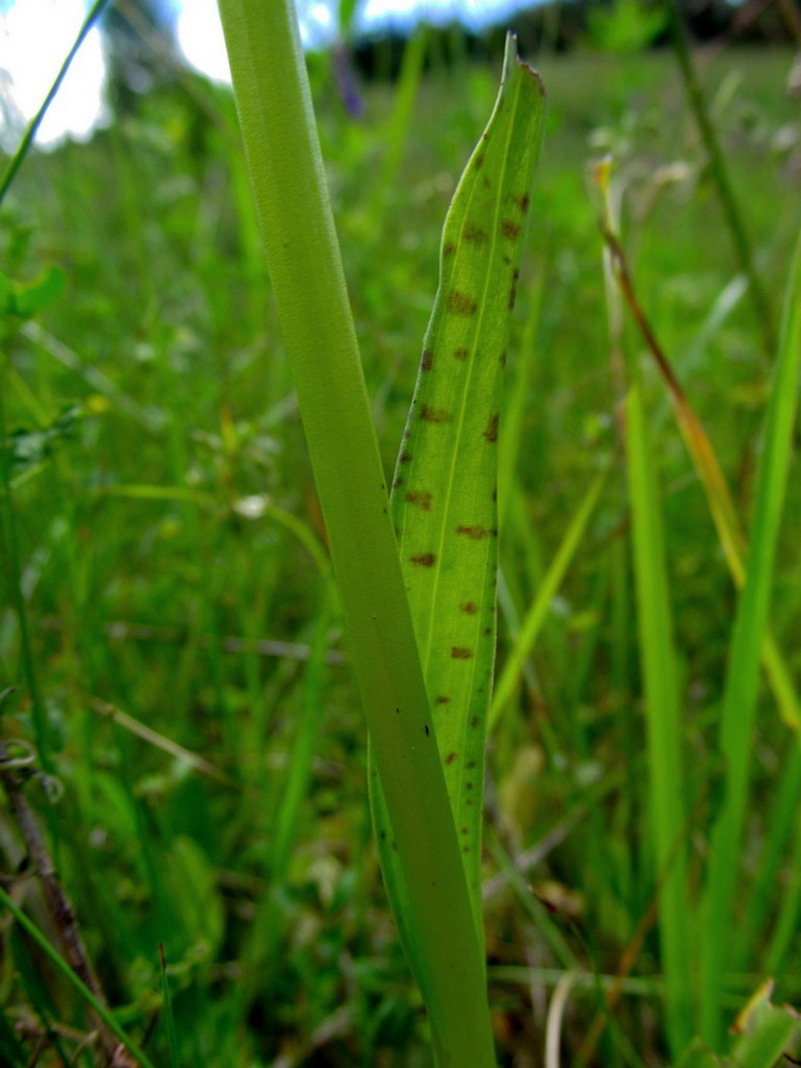 Image of Dactylorhiza fuchsii specimen.