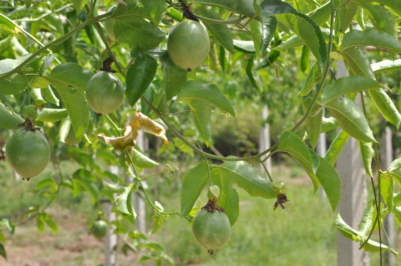 Изображение особи Passiflora edulis.