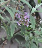 Buddleja davidii. Побег с соцветиями. Южный Китай, провинция Хунань, парк Zhangjiajie National Forest Park, долина небольшого ручья. 6 октября 2017 г.