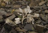 familia Brassicaceae. Сухое соплодие. Кабардино-Балкарская Республика, Зольский р-н, хребет Тышлы-Сырт. 09.09.2011.