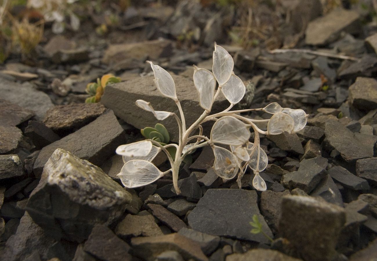 Image of familia Brassicaceae specimen.