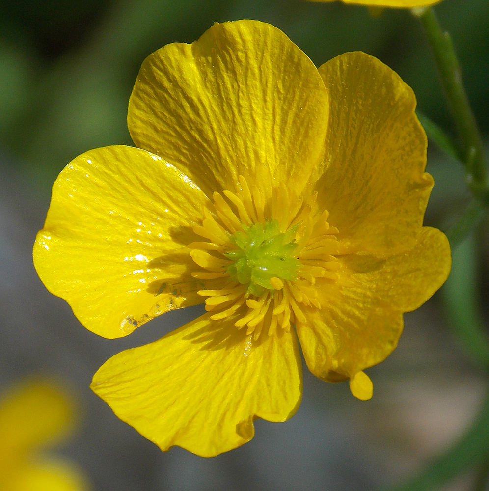 Изображение особи Ranunculus constantinopolitanus.