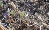 Anemone ranunculoides