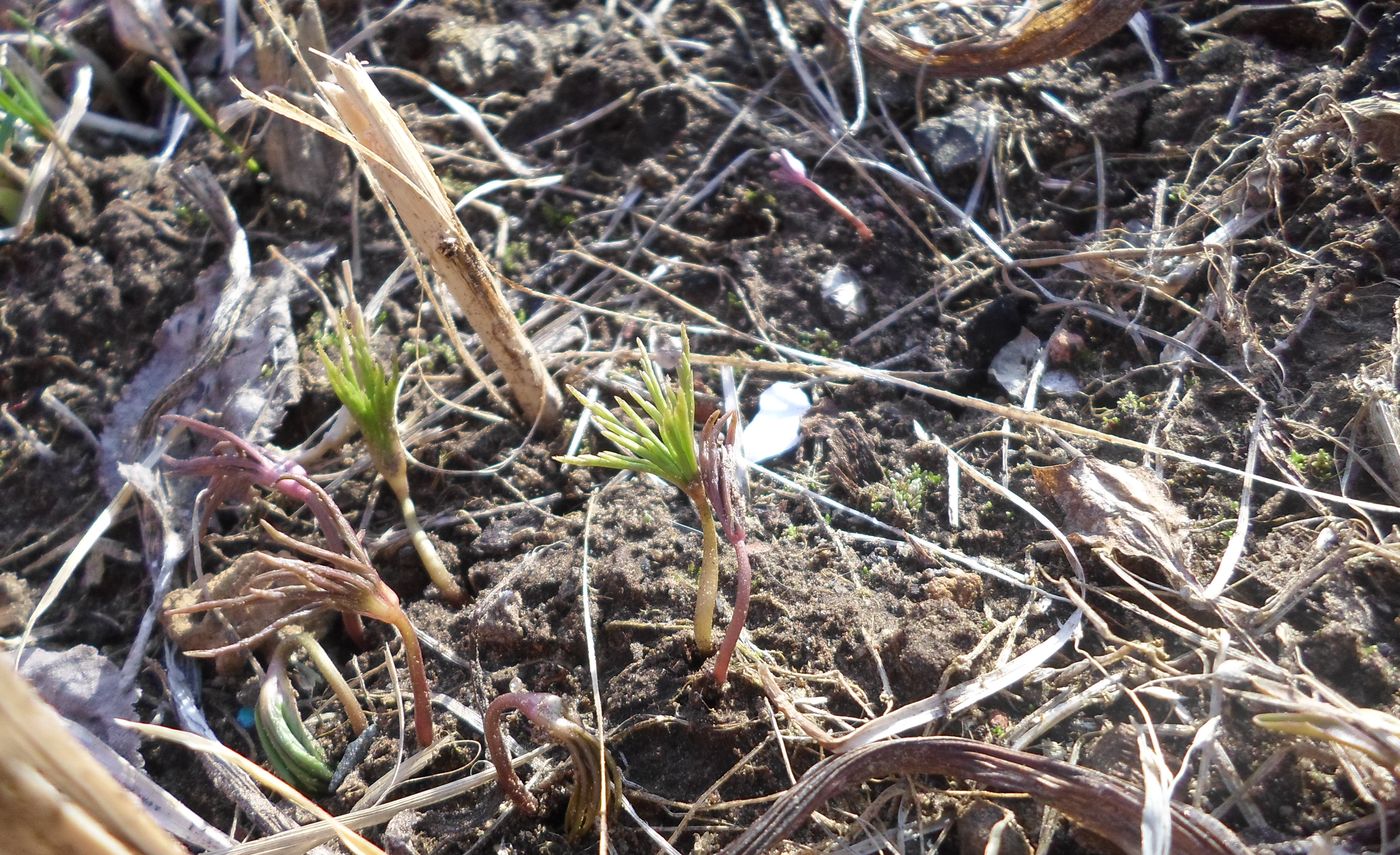 Изображение особи Anemone ranunculoides.