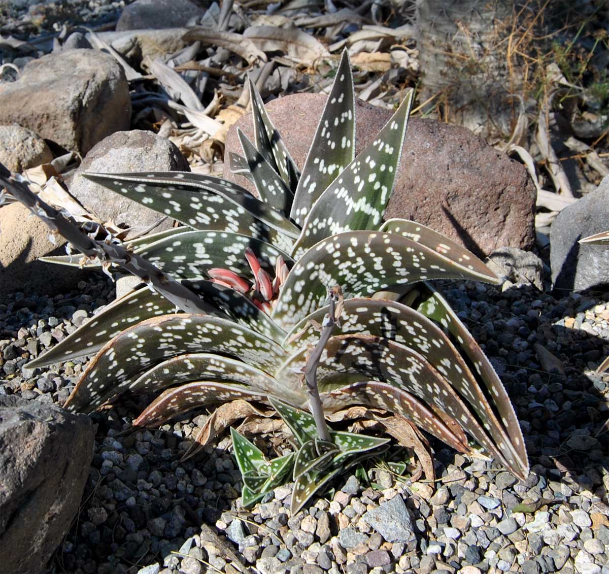 Image of Aloe variegata specimen.