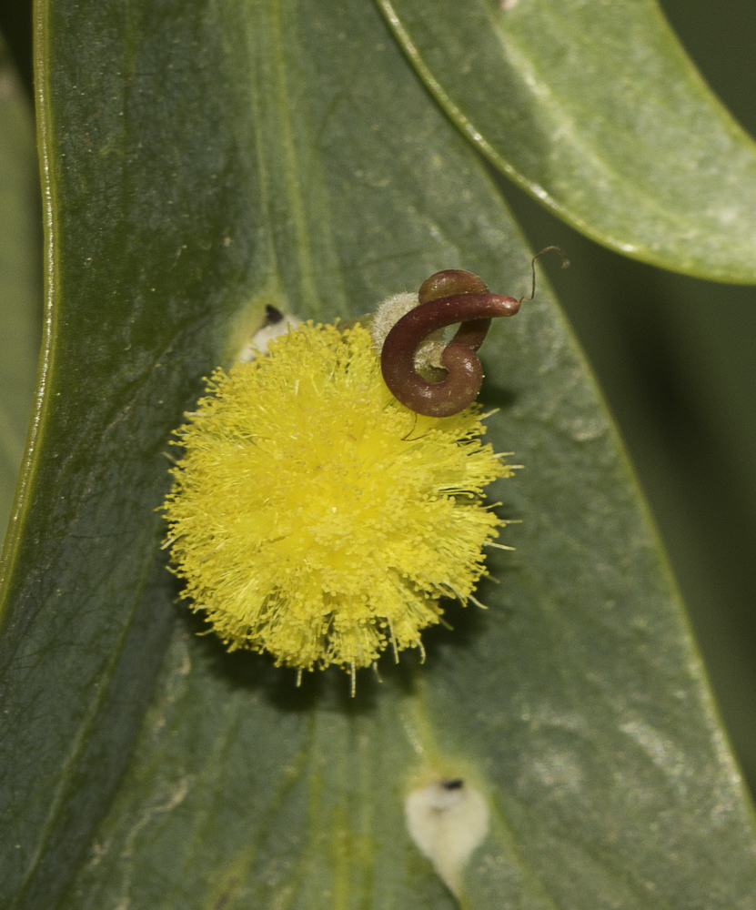 Изображение особи Acacia glaucoptera.