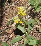 Primula macrocalyx