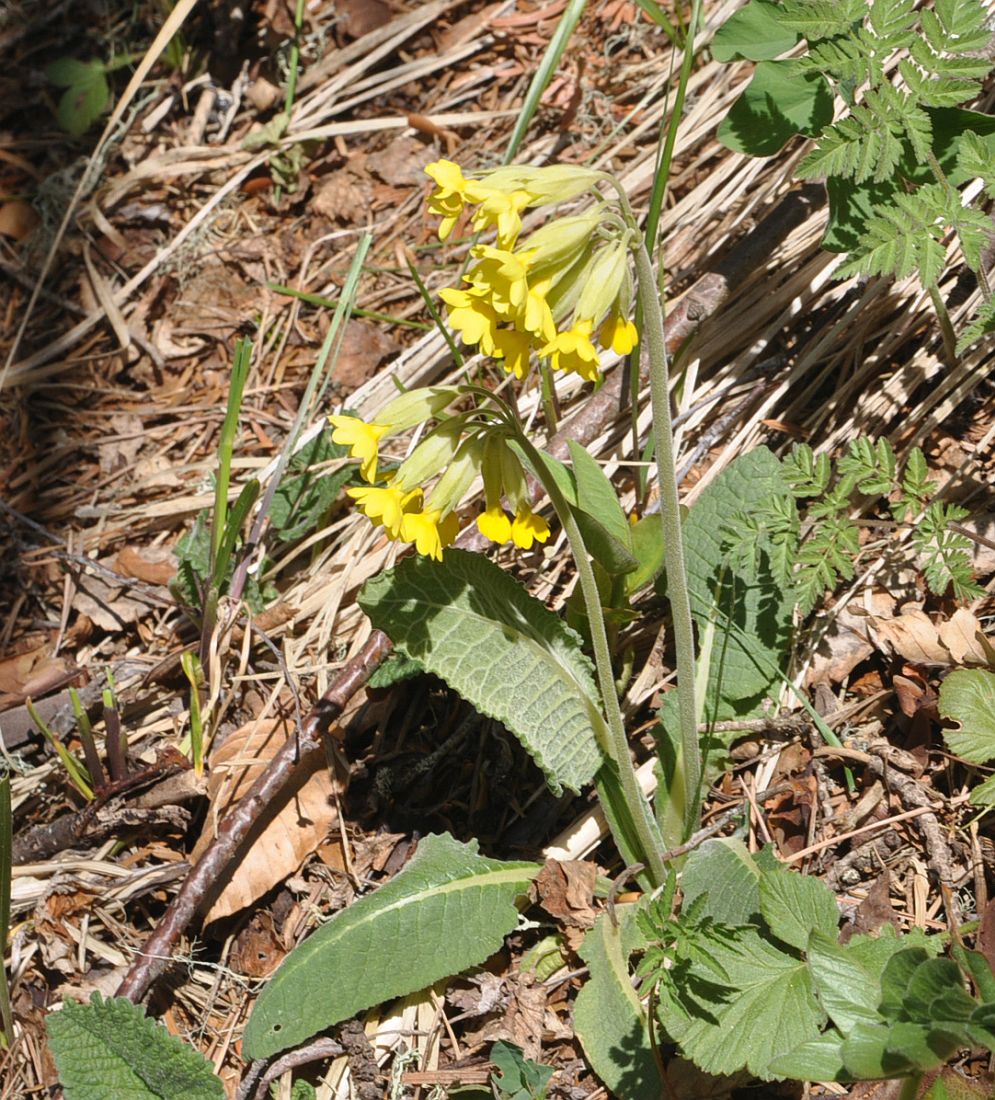 Image of Primula macrocalyx specimen.