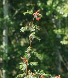 Sorbus sibirica