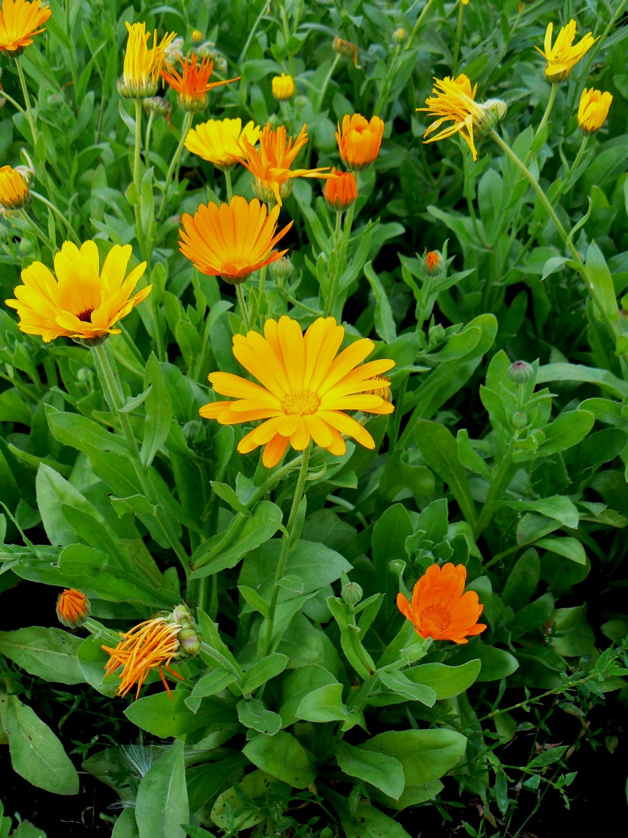 Изображение особи Calendula officinalis.